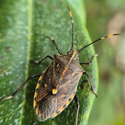 Omyta centrolineata (Centreline Shield Bug) at Crookwell, NSW - Yesterday by clarehoneydove