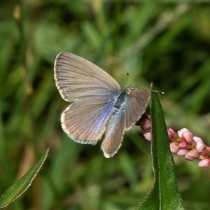 Zizina otis (Common Grass-Blue) at Weston, ACT - 17 Feb 2025 by AlisonMilton