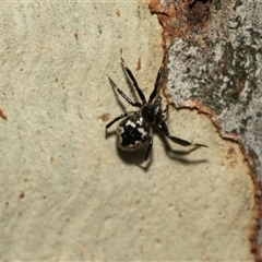 Euryopis splendens (Splendid tick spider) at Weston, ACT - 17 Feb 2025 by AlisonMilton