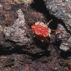 Trombidiidae (family) at Acton, ACT - 10 Feb 2025 by AlisonMilton