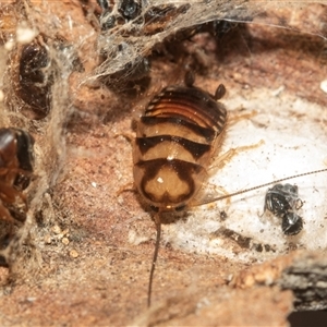 Unidentified Cockroach (Blattodea, several families) at Acton, ACT - 10 Feb 2025 by AlisonMilton