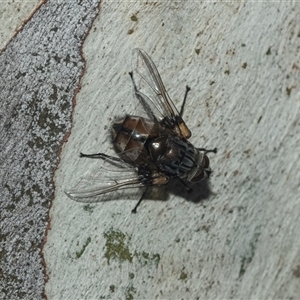 Unidentified Bristle Fly (Tachinidae) at Acton, ACT - 10 Feb 2025 by AlisonMilton