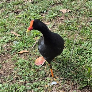 Gallinula tenebrosa (Dusky Moorhen) at Crookwell, NSW - 25 Feb 2025 by clarehoneydove