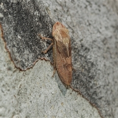 Stenocotis depressa (Leafhopper) at Weston, ACT - 17 Feb 2025 by AlisonMilton