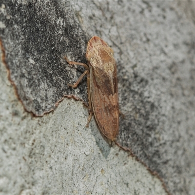 Stenocotis depressa (Leafhopper) at Weston, ACT - 17 Feb 2025 by AlisonMilton