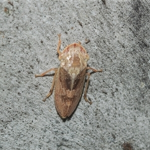 Stenocotis depressa at Weston, ACT - 17 Feb 2025 10:39 AM