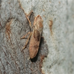 Stenocotis depressa at Weston, ACT - 17 Feb 2025 10:39 AM