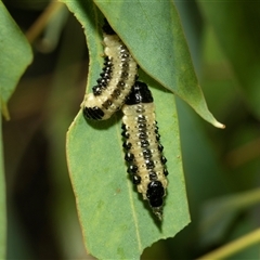 Paropsis atomaria (Eucalyptus leaf beetle) at Holder, ACT - 17 Feb 2025 by AlisonMilton