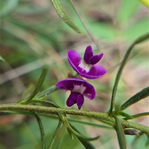 Glycine tabacina at Carwoola, NSW - 23 Feb 2025 03:51 PM