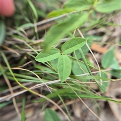 Glycine tabacina at Carwoola, NSW - 23 Feb 2025 03:51 PM