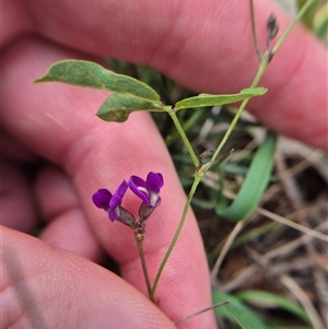 Glycine tabacina at Carwoola, NSW - 23 Feb 2025 03:51 PM