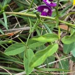 Glycine tabacina at Carwoola, NSW - 23 Feb 2025 03:51 PM