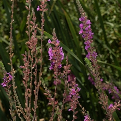 Lythrum salicaria (Purple Loosestrife) at Weston, ACT - 17 Feb 2025 by AlisonMilton