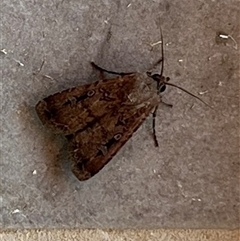 Agrotis (genus) at Reid, ACT - 21 Oct 2024 02:16 PM