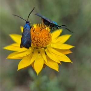 Pollanisus (genus) (A Forester Moth) at Bungendore, NSW - 23 Feb 2025 by clarehoneydove