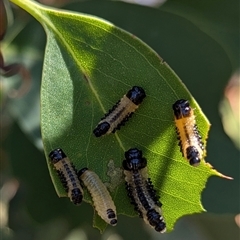 Paropsis atomaria (Eucalyptus leaf beetle) at Kambah, ACT - 24 Feb 2025 by HelenCross