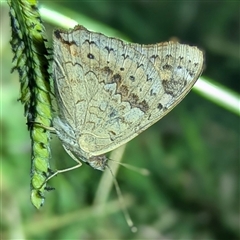 Junonia villida (Meadow Argus) at Kambah, ACT - 23 Feb 2025 by HelenCross