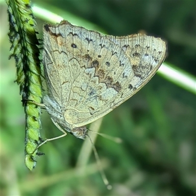 Junonia villida (Meadow Argus) at Kambah, ACT - 23 Feb 2025 by HelenCross