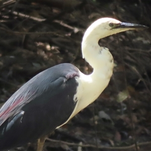 Ardea pacifica (White-necked Heron) at Gundagai, NSW - 15 Feb 2025 by RobParnell