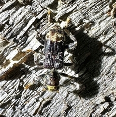 Stigmatium victoriae (Checkered beetle) at Reid, ACT - 25 Feb 2025 by Pirom