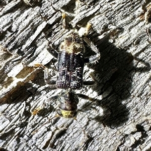 Stigmatium victoriae at Reid, ACT - Yesterday by Pirom