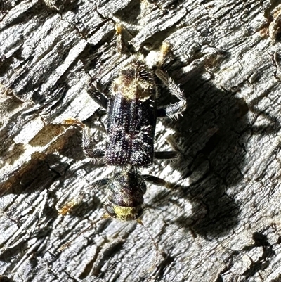 Stigmatium victoriae (Checkered beetle) at Reid, ACT - 25 Feb 2025 by Pirom