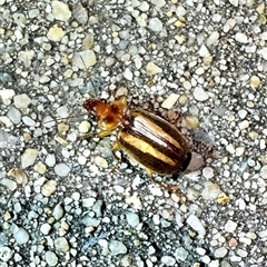 Philophlaeus sp. (genus) (Bark carab beetle) at Reid, ACT - 25 Feb 2025 by Pirom