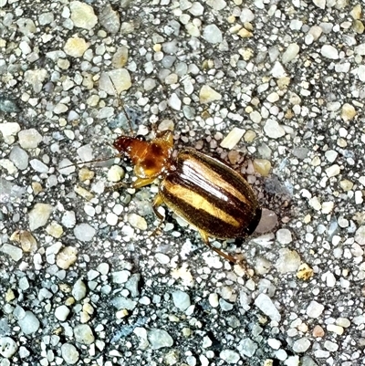 Philophlaeus sp. (genus) (Bark carab beetle) at Reid, ACT - 25 Feb 2025 by Pirom