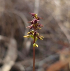 Corunastylis clivicola (Rufous midge orchid) at Acton, ACT - 25 Feb 2025 by Csteele4