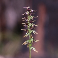 Corunastylis clivicola at Acton, ACT - suppressed