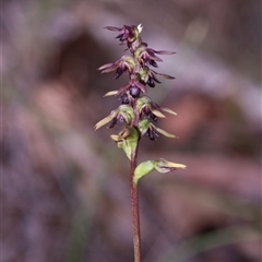 Corunastylis clivicola at Acton, ACT - suppressed