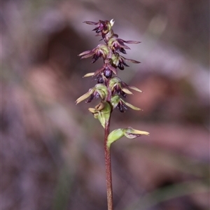 Corunastylis clivicola at Acton, ACT - suppressed