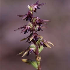 Corunastylis clivicola at Acton, ACT - suppressed