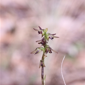 Corunastylis clivicola at Acton, ACT - suppressed