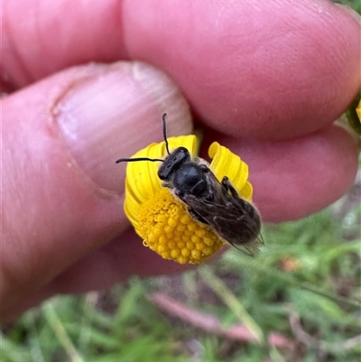 Lasioglossum (Chilalictus) lanarium (Halictid bee) by lbradley