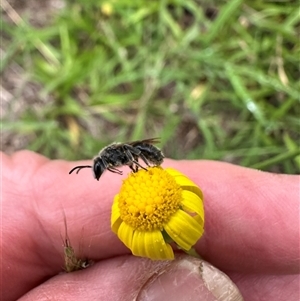 Lasioglossum (Chilalictus) lanarium at Kangaroo Valley, NSW - suppressed