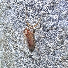 Chironomidae (family) (Non-biting Midge) at Reid, ACT - 25 Feb 2025 by Pirom