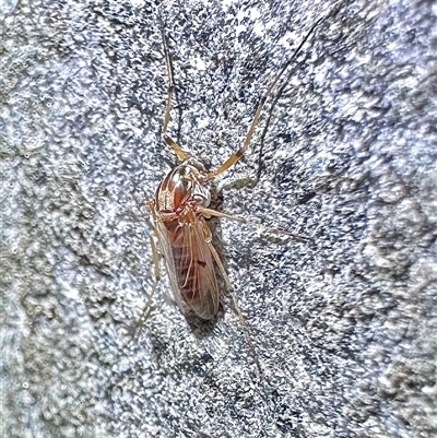 Chironomidae (family) (Non-biting Midge) at Reid, ACT - 25 Feb 2025 by Pirom