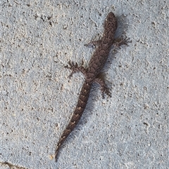 Christinus marmoratus (Southern Marbled Gecko) at Flynn, ACT - 25 Feb 2025 by Namadgivor