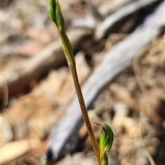 Speculantha rubescens (Blushing Tiny Greenhood) at Acton, ACT - 25 Feb 2025 by Csteele4