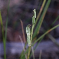 Speculantha rubescens at Acton, ACT - suppressed