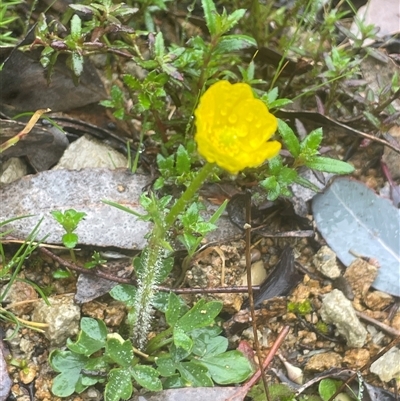 Ranunculus lappaceus (Australian Buttercup) at Bookham, NSW - 14 Aug 2024 by JaneR