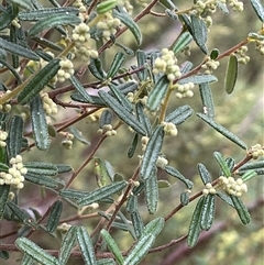 Pomaderris angustifolia (Pomaderris) at Bookham, NSW - 14 Aug 2024 by JaneR