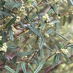 Pomaderris angustifolia at Bookham, NSW - 14 Aug 2024 12:02 PM