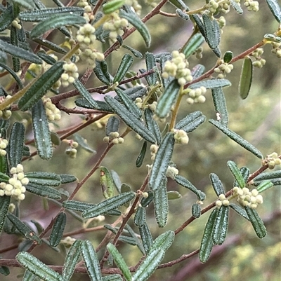 Pomaderris angustifolia (Pomaderris) at Bookham, NSW - 14 Aug 2024 by JaneR