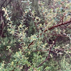 Pomaderris angustifolia at Bookham, NSW - 14 Aug 2024 12:02 PM