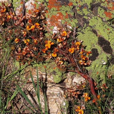 Mirbelia oxylobioides (Mountain Mirbelia) at Adaminaby, NSW - 15 Nov 2020 by AndyRoo