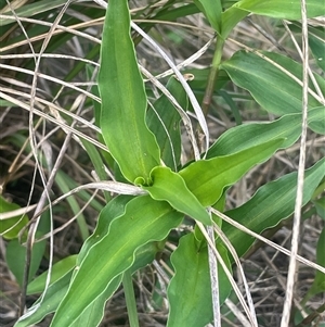 Tradescantia fluminensis (Trad, Wandering Jew) at Araluen, NSW - 17 Jan 2025 by JaneR