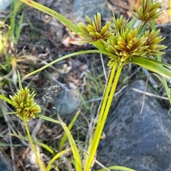 Cyperus eragrostis (Umbrella Sedge) at Brindabella, NSW - 18 Mar 2023 by JaneR