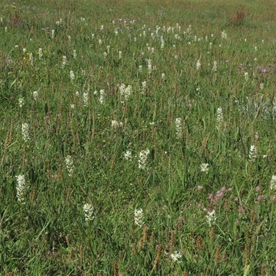 Stackhousia monogyna (Creamy Candles) at Adaminaby, NSW - 15 Nov 2020 by AndyRoo